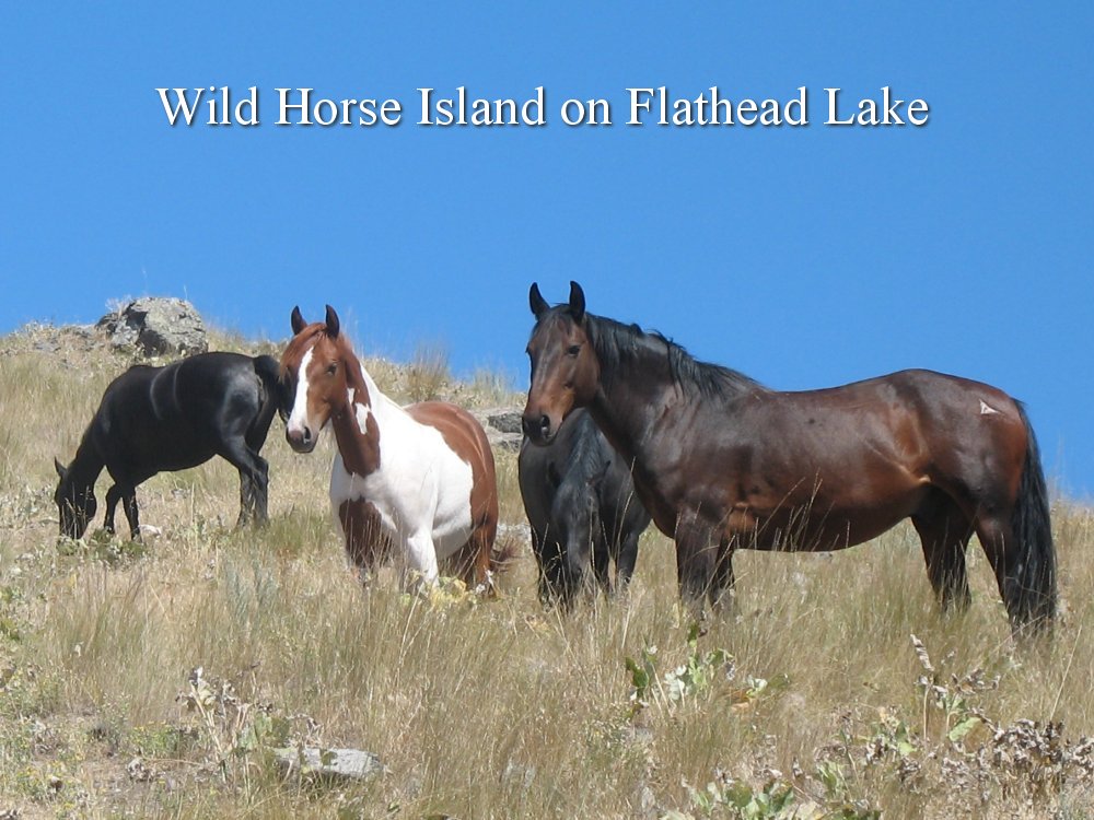 Visit Wild Horse Island